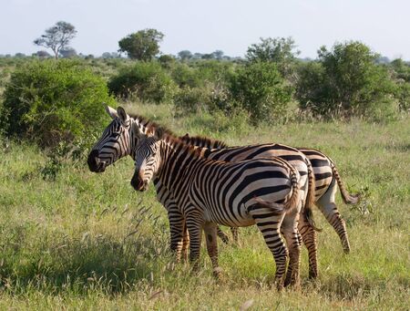 african Zebraの写真素材