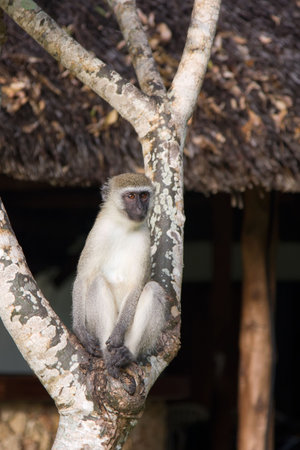 Monkey