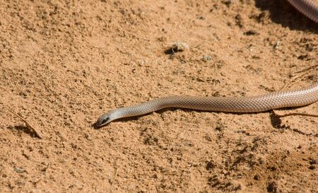 Snakeの写真素材