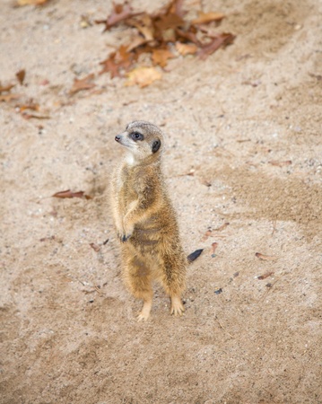 meerkat Suricata suricattaの写真素材