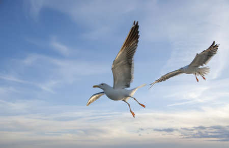 sea gull flying in the blue skyの写真素材