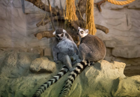 Lemur funny animalの写真素材