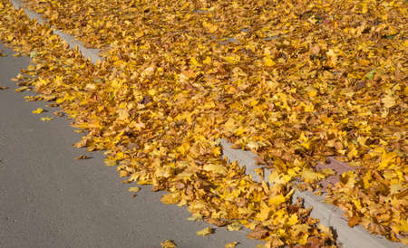 Golden Autumn tree Latviaの写真素材