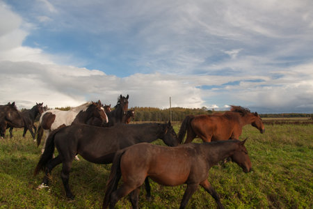 Horses in Field