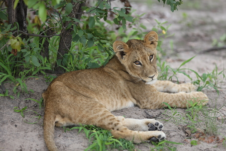 baby lion wild dangerous mammal africa savannah Kenyaの写真素材