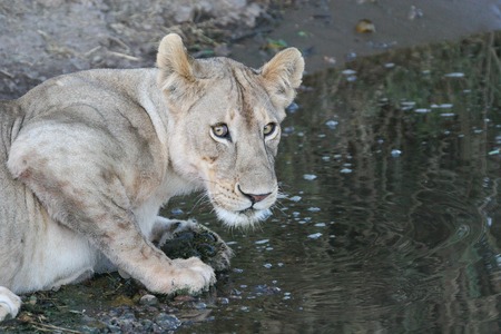 lion near watering place wild dangerous mammal africa savannah Kenyaの写真素材