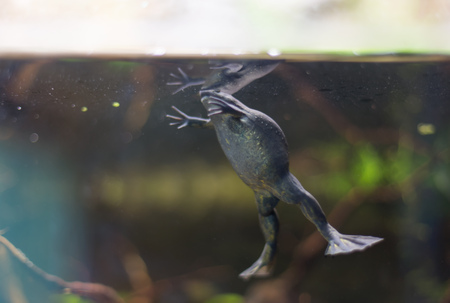 Frog tropical reptile amasonia jungles animalの写真素材