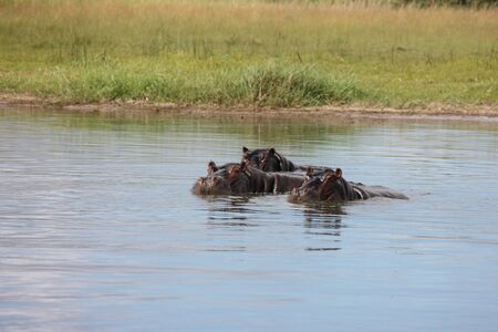 Wild Africa Botswana savannah African Hippo animal mammalの写真素材