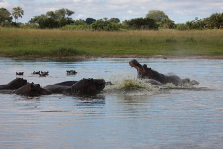 Wild Africa Botswana savannah African Hippo animal mammalの写真素材
