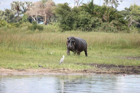 Wild Africa Botswana savannah African Hippo animal mammalの写真素材