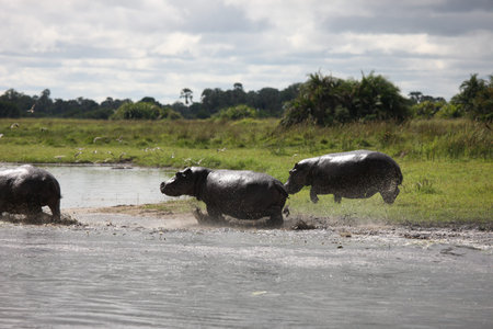 Wild Africa Botswana savannah African Hippo animal mammalの写真素材