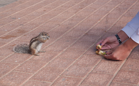 chipmunk funny animal with Woman Fuerteventura island Canarian Islandsの写真素材