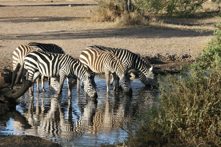 Zebra Botswana Africa savannah wild animal pictureの写真素材