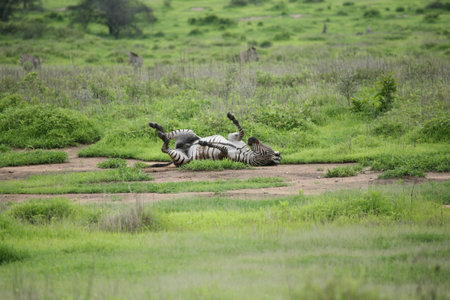 Zebra Botswana Africa savannah wild animal pictureの写真素材