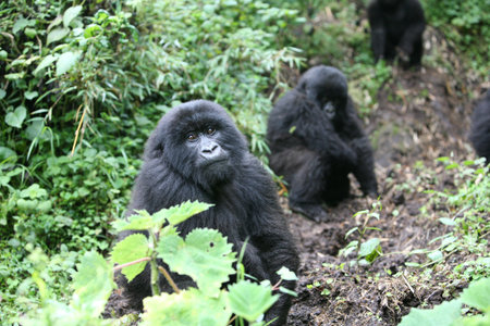 Wild Gorilla animal Rwanda Africa tropical Forest