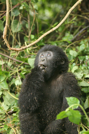 Wild Gorilla animal Rwanda Africa tropical Forest