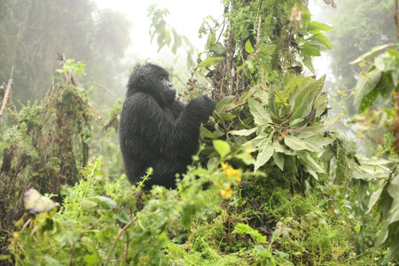 Wild Gorilla animal Rwanda Africa tropical Forest
