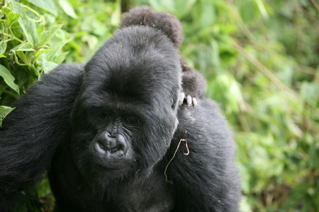 Wild Gorilla animal Rwanda Africa tropical Forestの写真素材