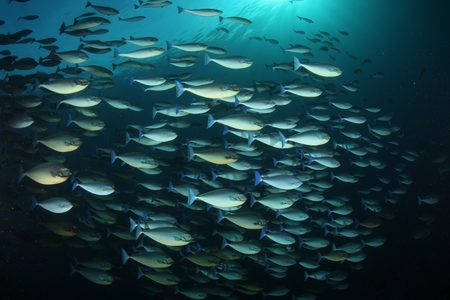 coral life diving Underwater Papua New Guinea Pacific Oceanの写真素材