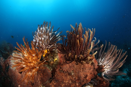 coral life diving Underwater Papua New Guinea Pacific Oceanの写真素材