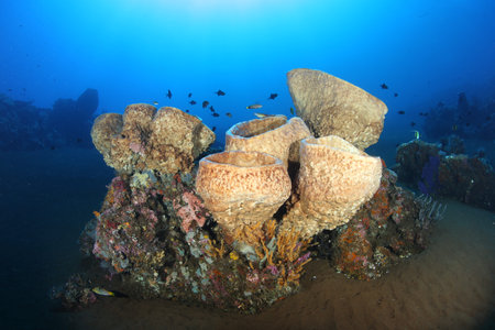 coral life diving Underwater Papua New Guinea Pacific Oceanの写真素材