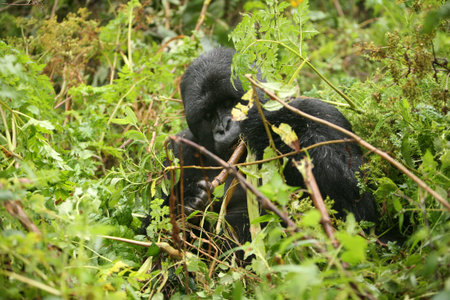 Wild Gorilla animal Rwanda Africa tropical Forest