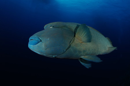 coral life diving Indonesia Sea Oceanの写真素材