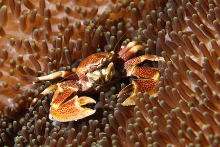 coral life diving Indonesia Sea Oceanの写真素材