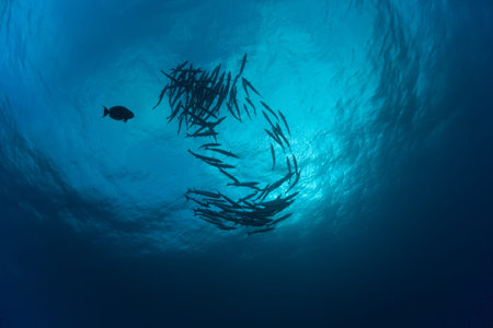 barracuda underwater picture Sudan Red sea diving safariの写真素材