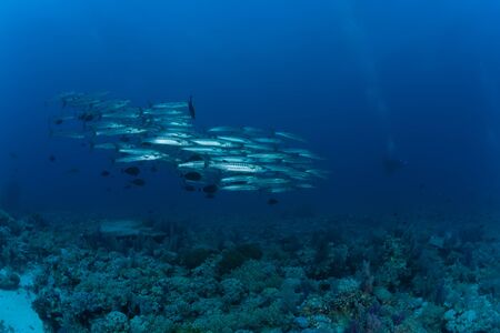 barracuda underwater picture Sudan Red sea diving safariの写真素材