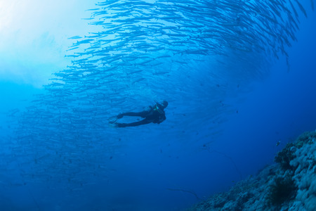 barracuda underwater picture Sudan Red sea diving safariの写真素材
