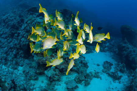 coral life diving Sudan Soudan Red Sea safari