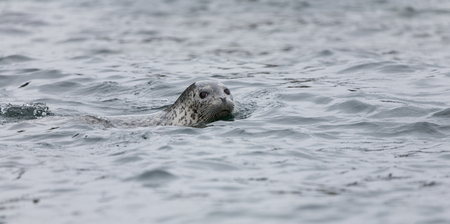 Phoca largha (Larga Seal, Spotted Seal) surface picturesの写真素材