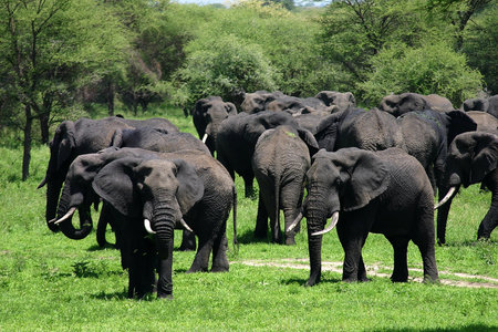 Wild Elephant (Elephantidae) in African Botswana savannah