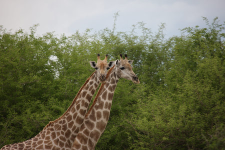 Wild Giraffe mammal africa savannah Kenya (Giraffa camelopardalis)の写真素材