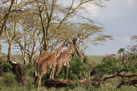 Wild Giraffe mammal africa savannah Kenya (Giraffa camelopardalis)の写真素材