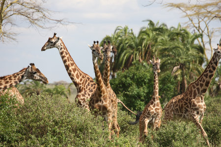 Wild Giraffe mammal africa savannah Kenya (Giraffa camelopardalis)の写真素材