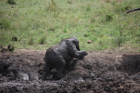 Wild Giraffe mammal africa savannah Kenya (Giraffa camelopardalis)の写真素材