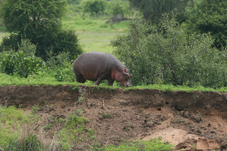 Wild Hippo in African river water hippopotamus (Hippopotamus amphibiusの写真素材