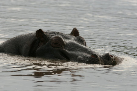 Wild Hippo in African river water hippopotamus (Hippopotamus amphibius