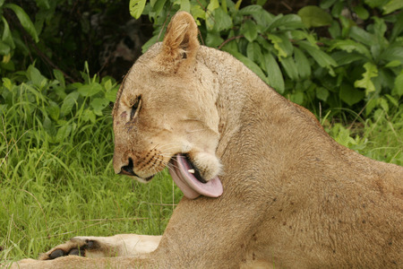 Lion wild dangerous mammal africa savannah Kenyaの写真素材