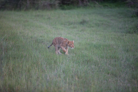 Lion wild dangerous mammal africa savannah Kenyaの写真素材
