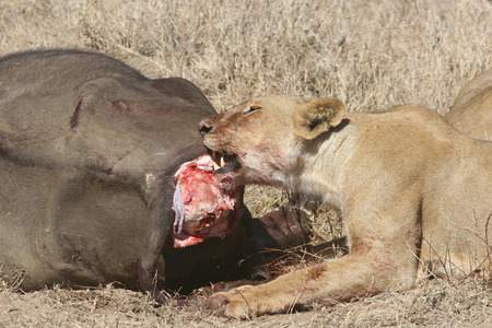 Wild Lion mammal eating buffalo africa savannah Kenyaの写真素材