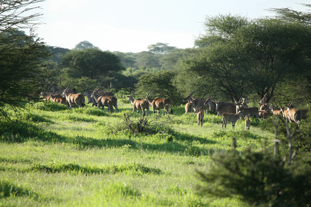 Wild Antelope mammal in African Botswana savannahの写真素材