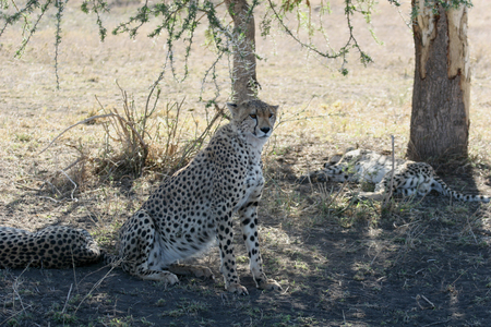 Cheetah Botswana Africa savannah wild animal mammalの写真素材