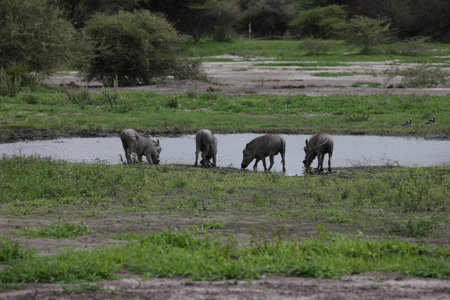 wild warthog pig dangerous mammal africa savannah Kenyaの写真素材
