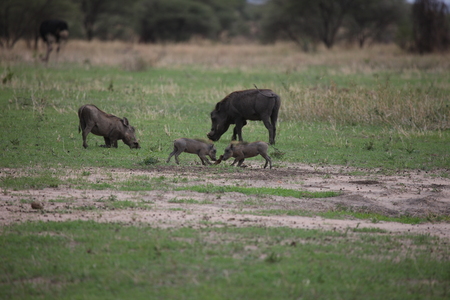 wild warthog pig dangerous mammal africa savannah Kenyaの写真素材