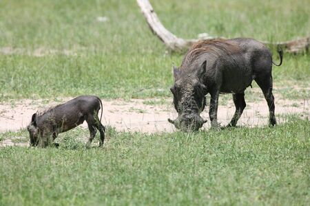 wild warthog pig dangerous mammal africa savannah Kenyaの写真素材