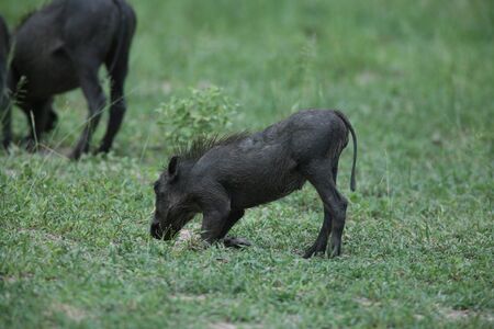 wild warthog pig dangerous mammal africa savannah Kenyaの写真素材