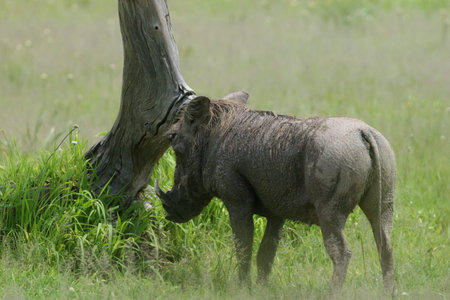 wild warthog pig dangerous mammal africa savannah Kenyaの写真素材